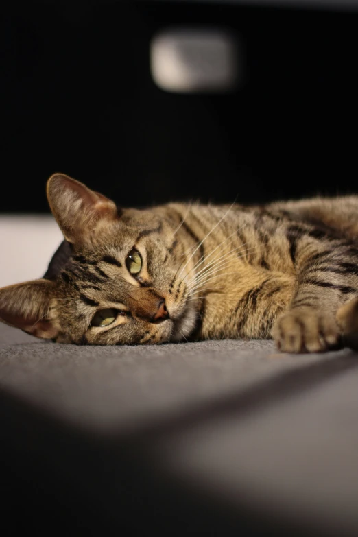 a close up of a cat laying on a floor