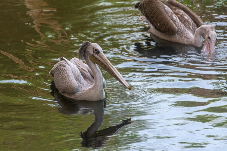 two brown pelicans are swimming in the water