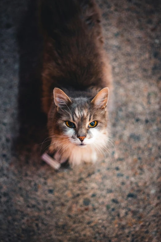 cat looking down through hole in floor with paw on floor