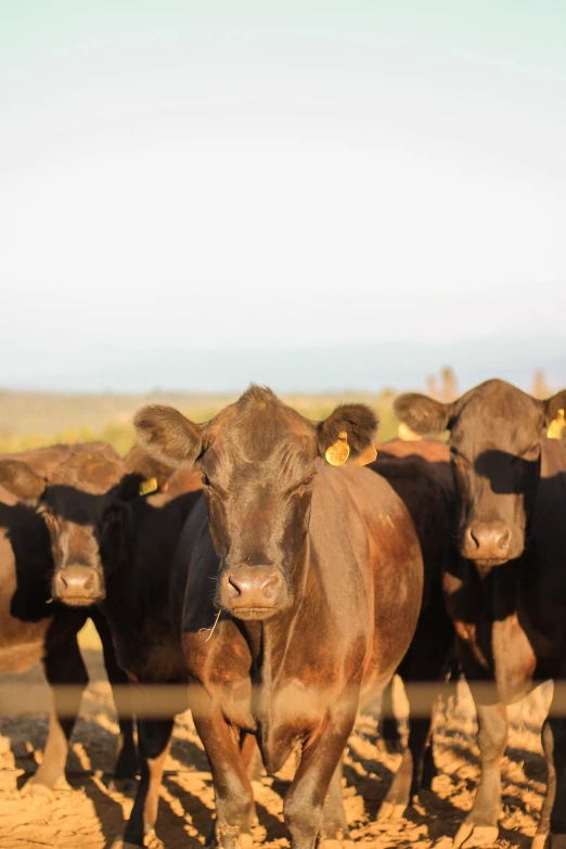 a herd of cattle walking across a dirt field