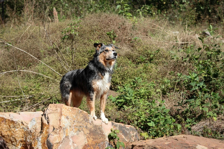 the dog is standing on a rock outside