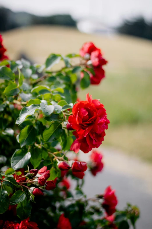 the plant has many red flowers on it