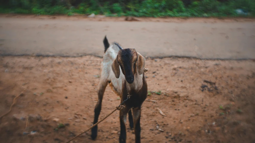 a horse on a dirt ground with bushes in the background