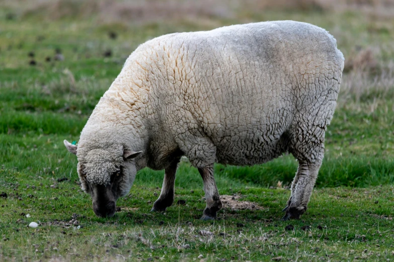 a sheep in the middle of a field grazing