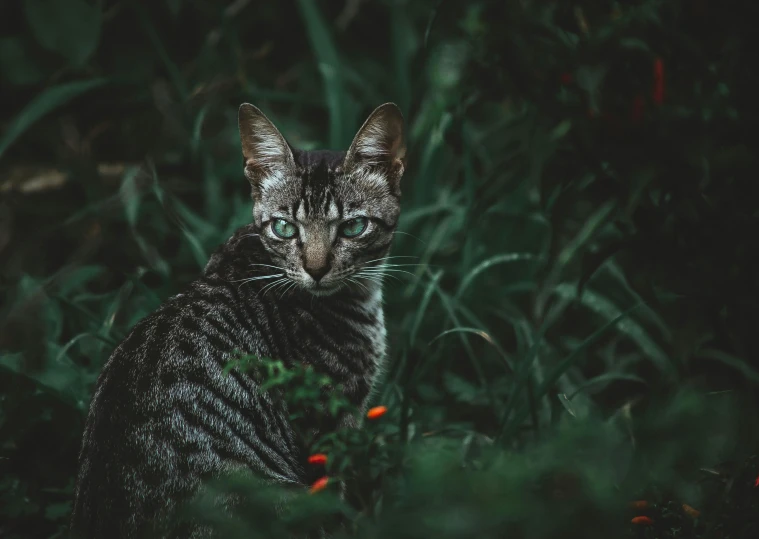 a cat sits in the green grass looking intently