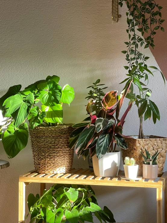 the shelf has a variety of plants sitting on it