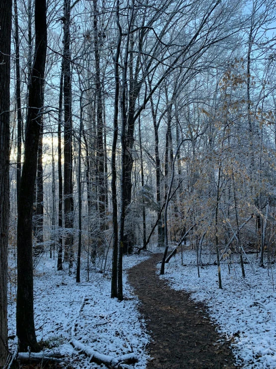 a wooded area with a trail in the foreground