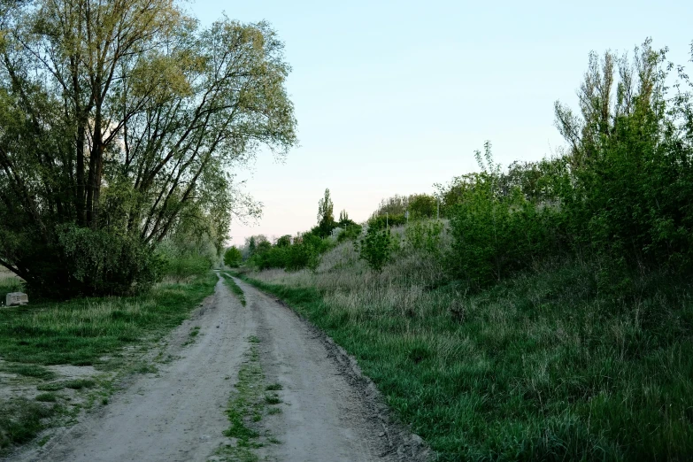 a dirt road in the distance next to tall bushes