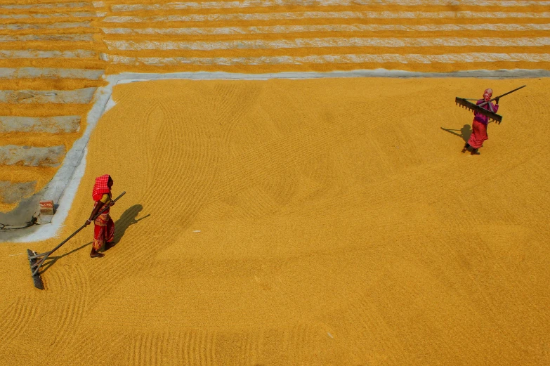 two fire hydrants are shown in a yellow field