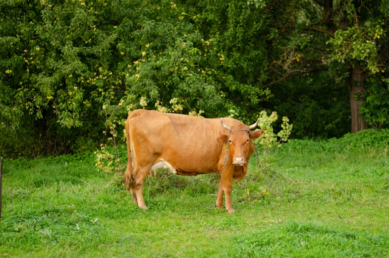 a cow standing in the grass beside some bushes