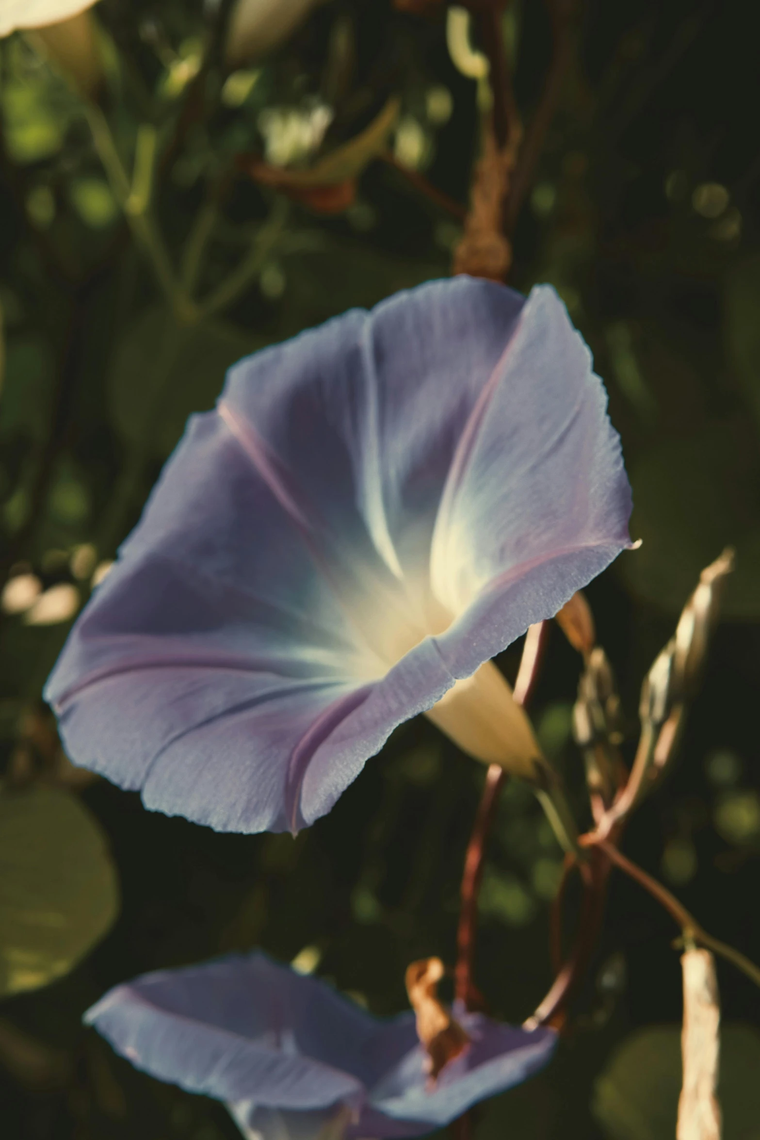 some purple flowers in a bush by some water