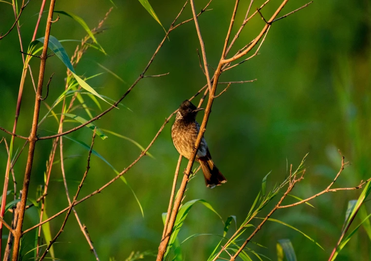 a bird sits on top of some nches