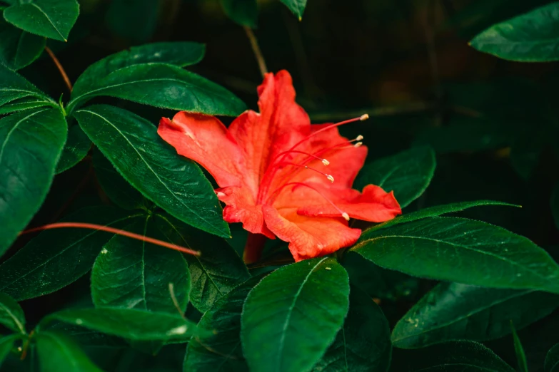 the bright orange flowers on the green leaves are bright