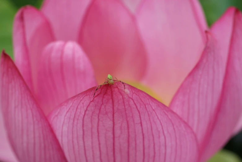 a tiny green bug on a large pink flower