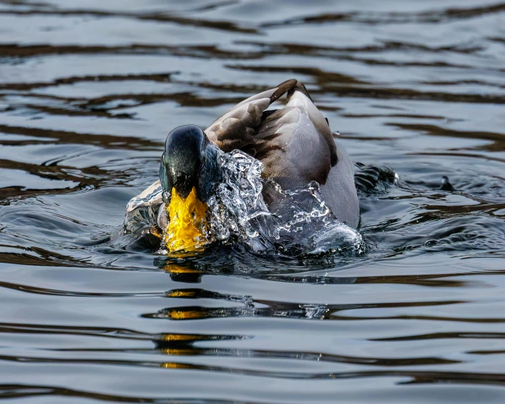 a duck is swimming and eating some yellow object