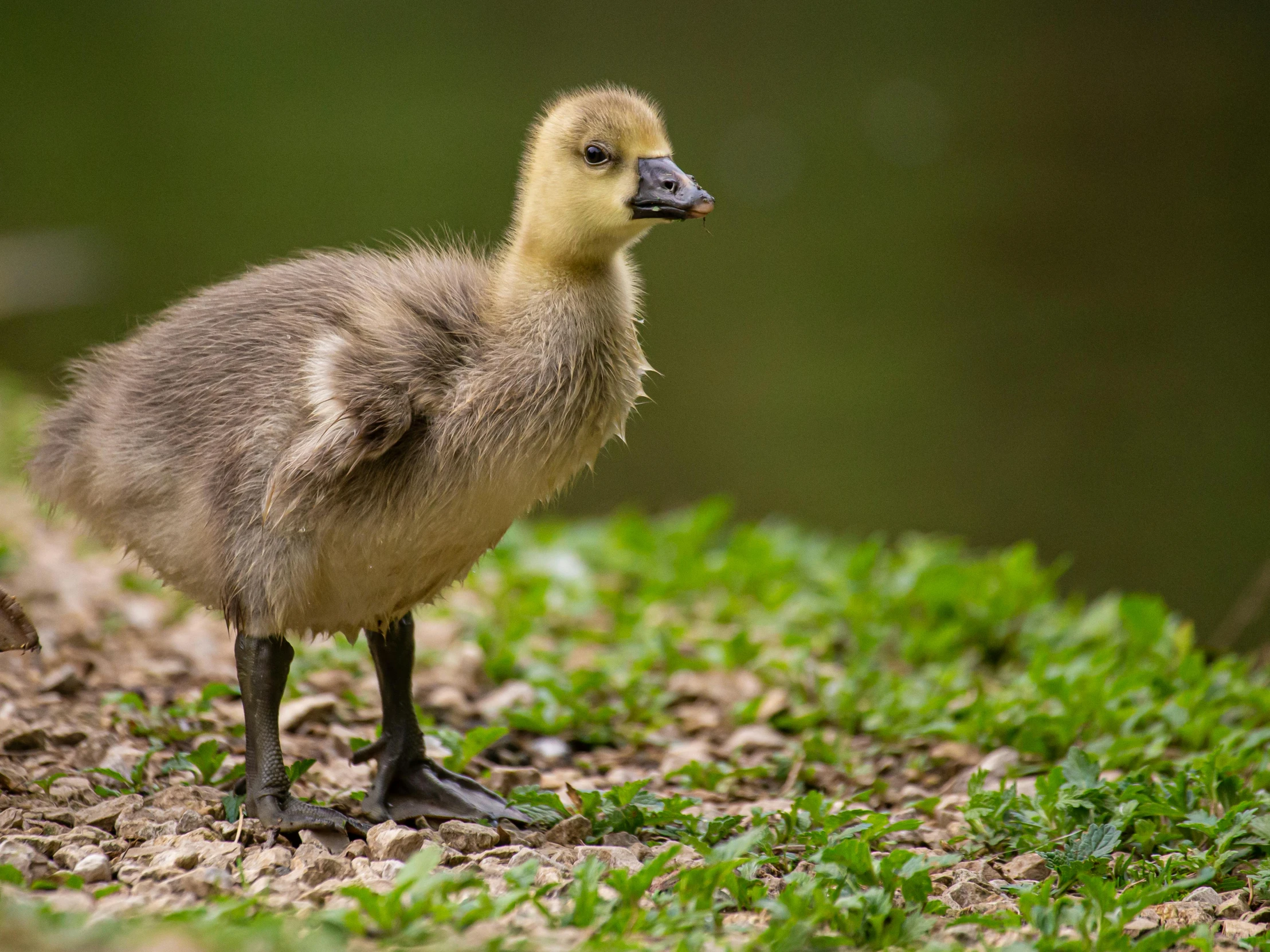a little duck standing on some green grass