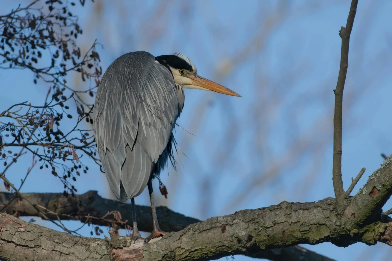 an image of a bird that is sitting on a nch