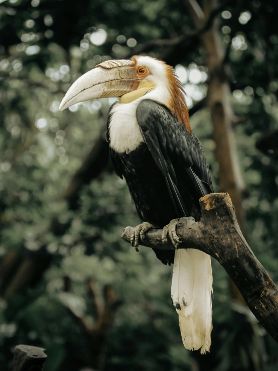 a toucan sitting on a nch with green trees in the background