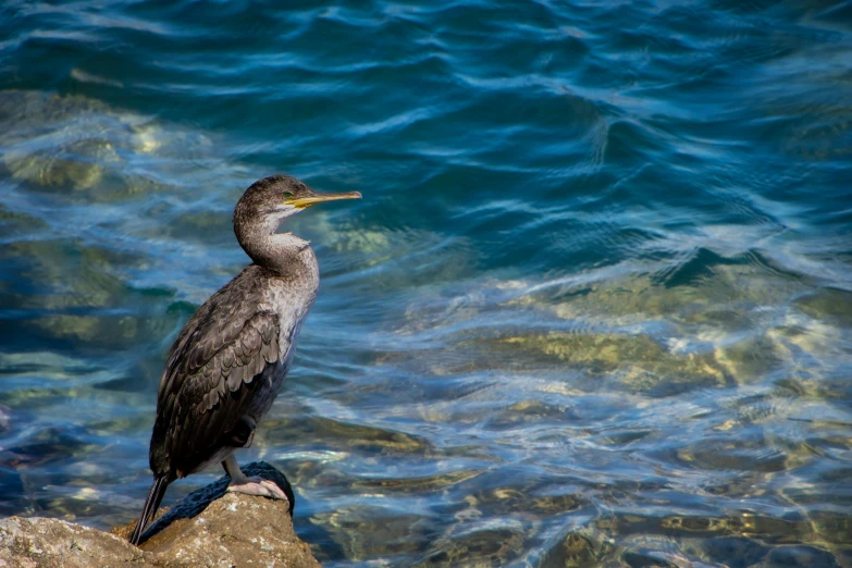 an exotic bird standing on the rock of the shore