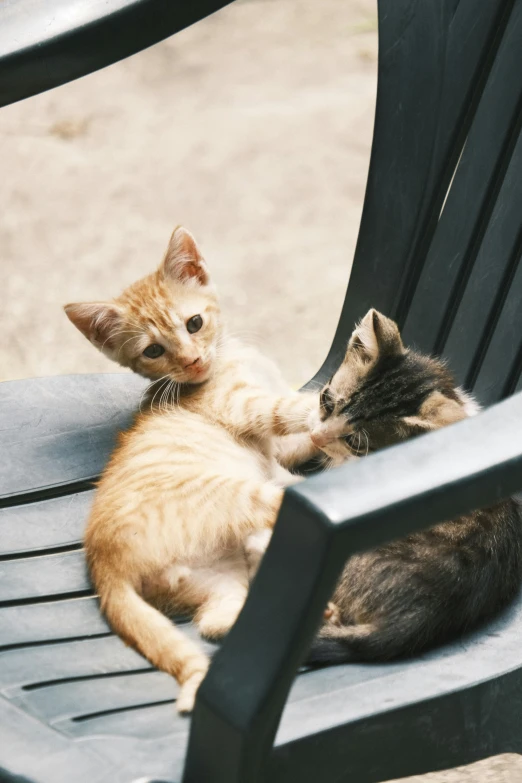 two small kittens play on a wooden bench