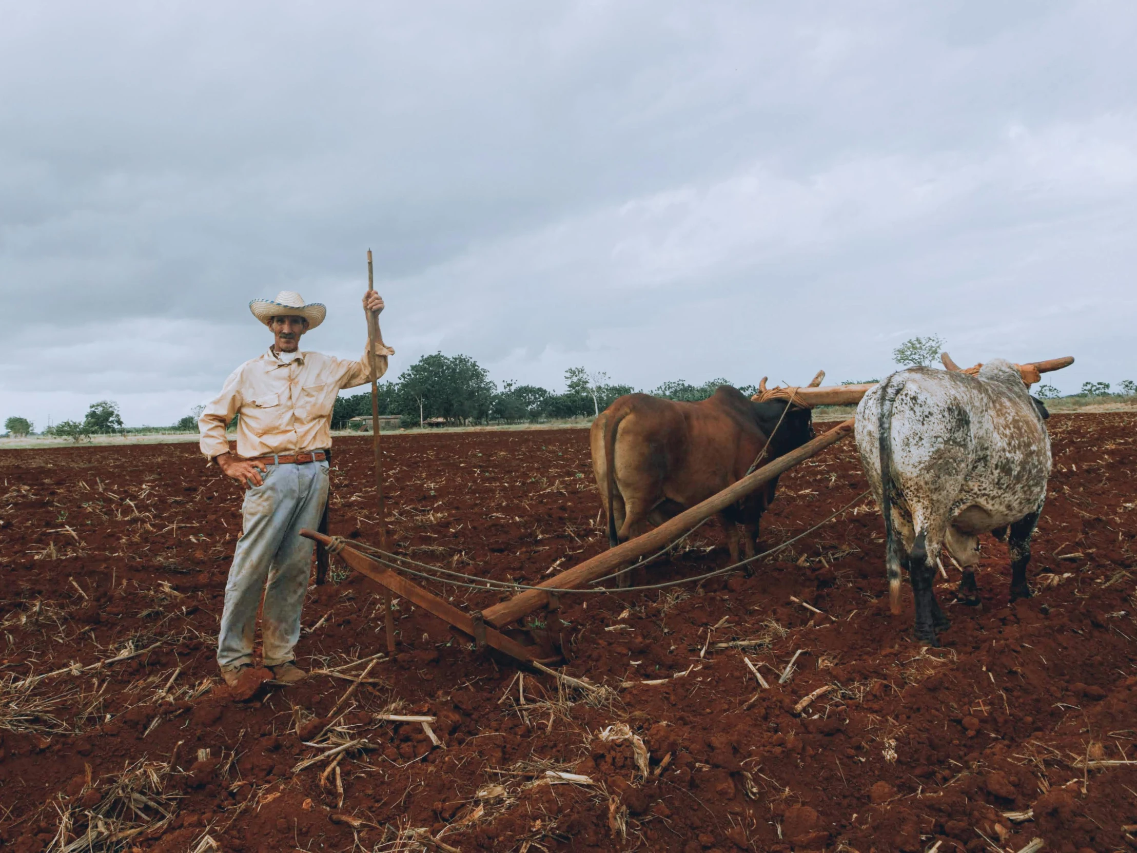 a man standing on a plow with two cows