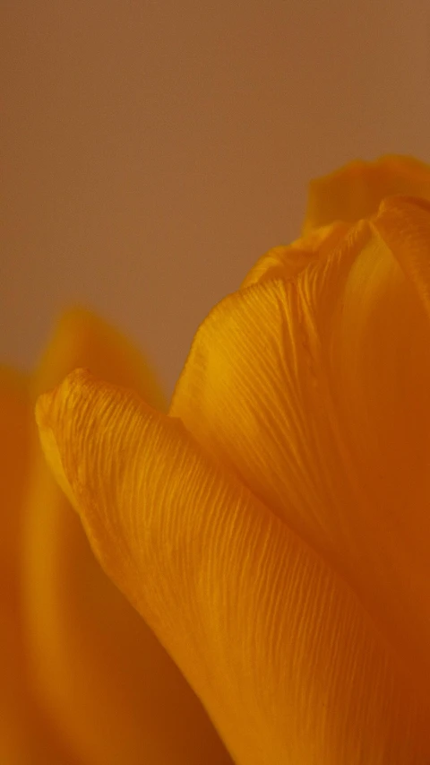 a yellow flower sitting inside of a vase