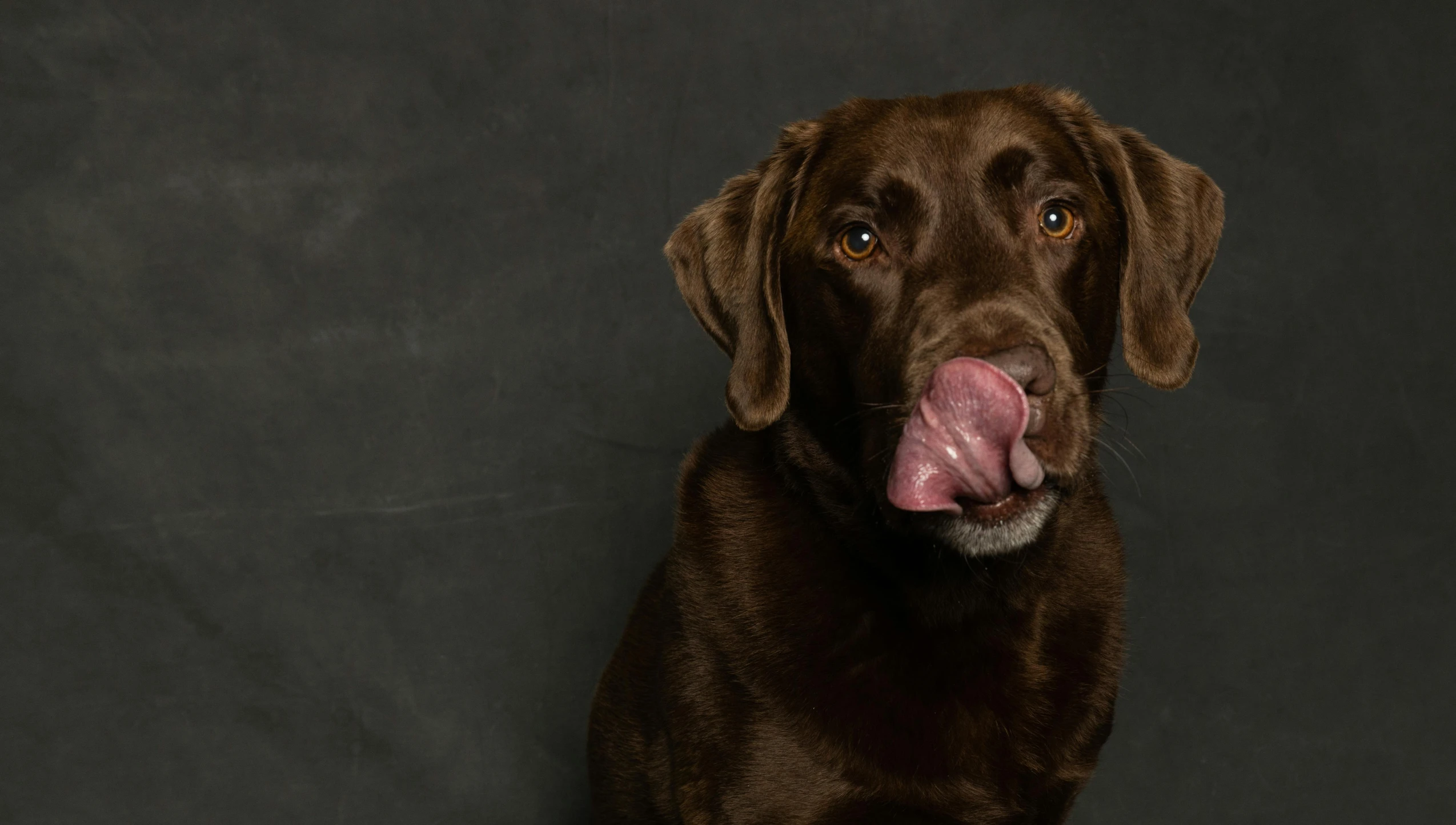 the brown dog is licking his tongue out