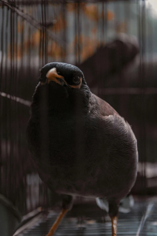 a large brown bird is inside of a cage