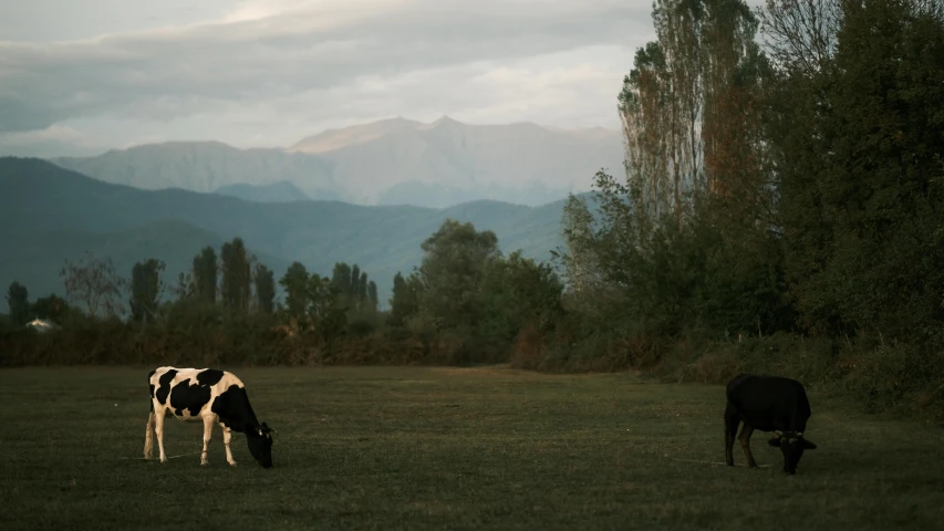 there are two black and white cows in the field