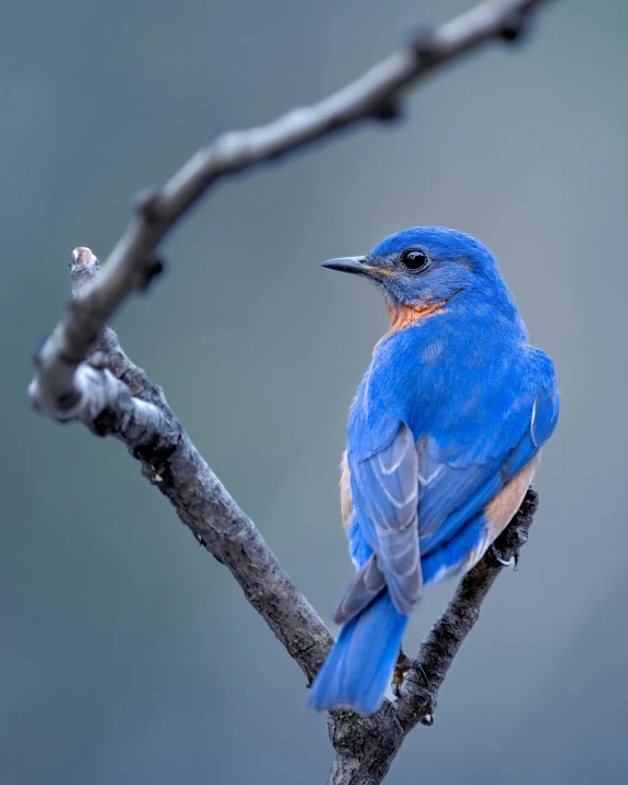 a blue bird sitting on a nch in a tree