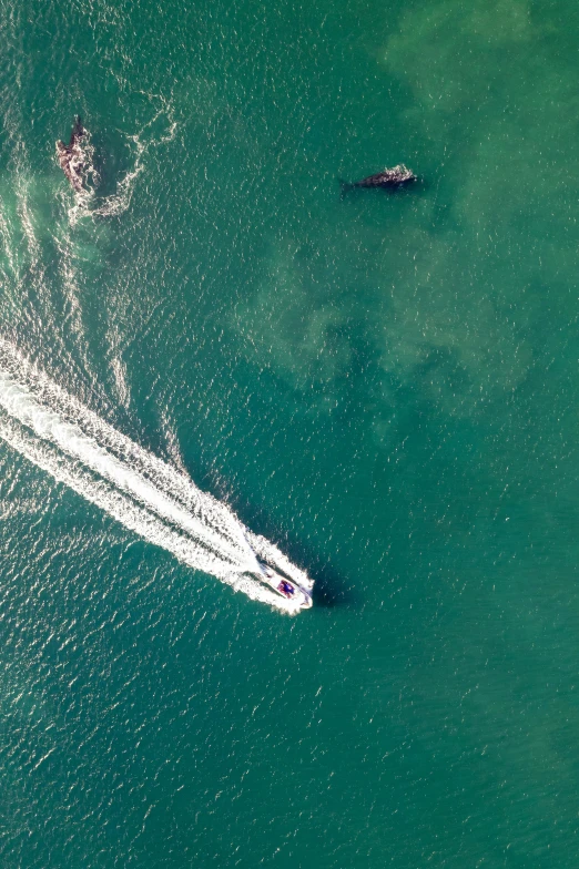 the wake of a boat makes its way across the blue water