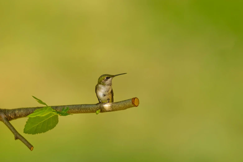 a small bird sitting on top of a nch