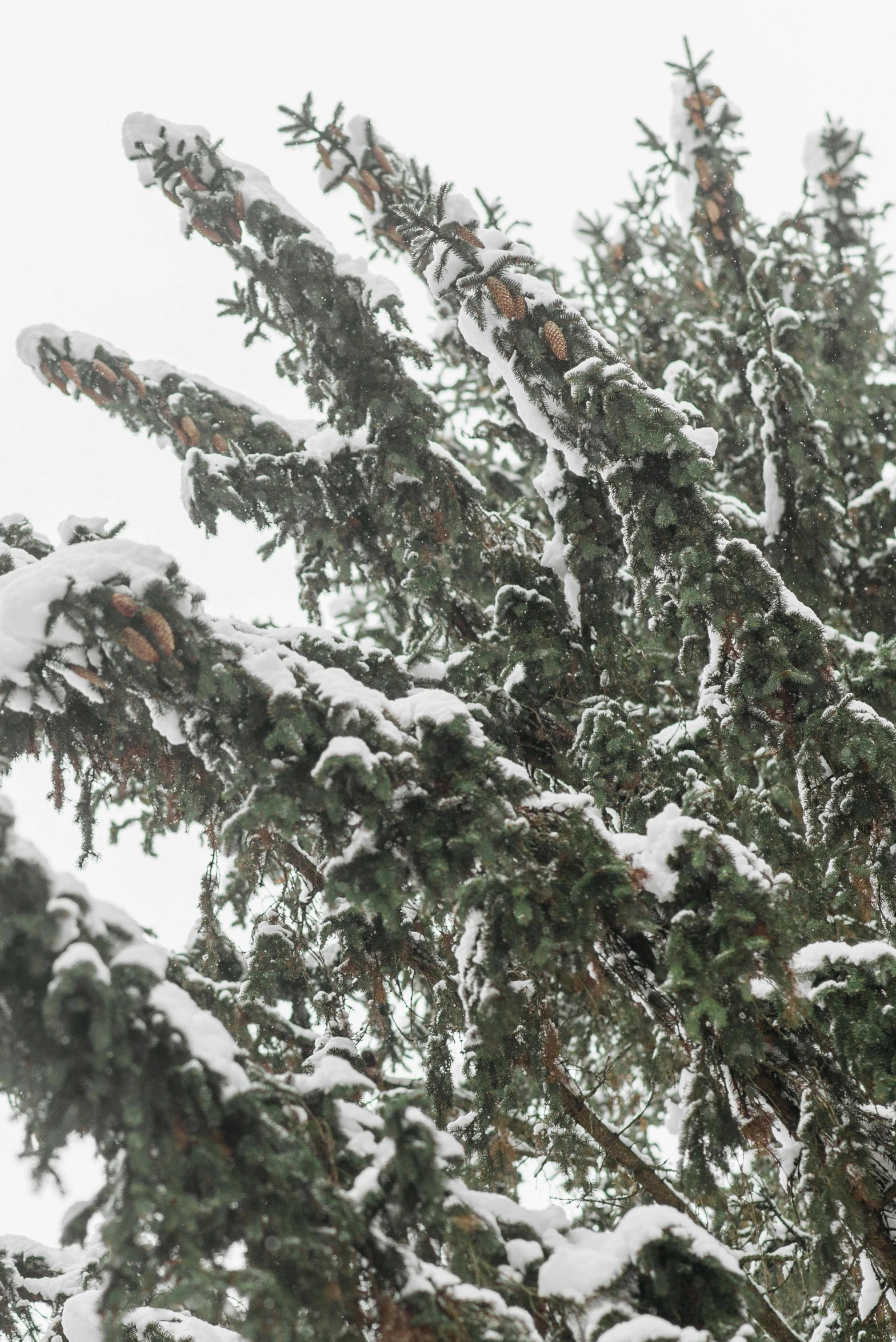 snow covered pine trees in the snow on a cloudy day