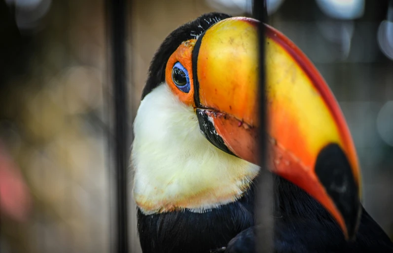 colorful toucan sitting inside an enclosure, behind bars