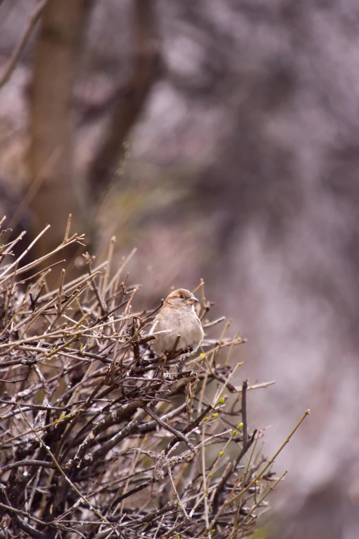 a little bird is perched on the shrubby