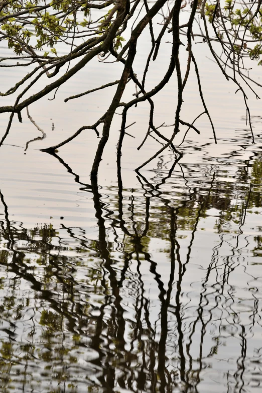 the nches of a large tree in front of a body of water