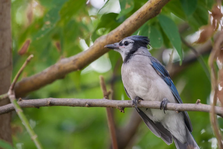 the bird is sitting on the nch of the tree