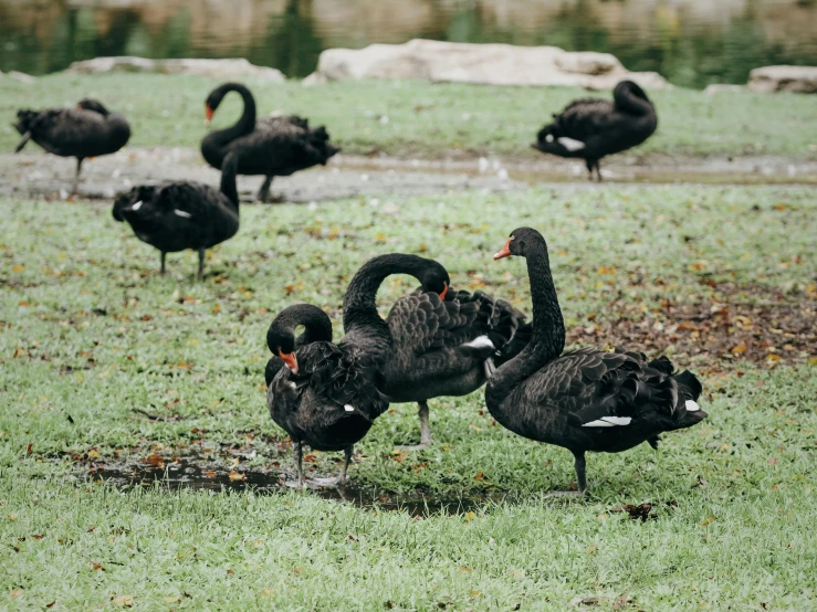 the birds are standing in the grass near the pond