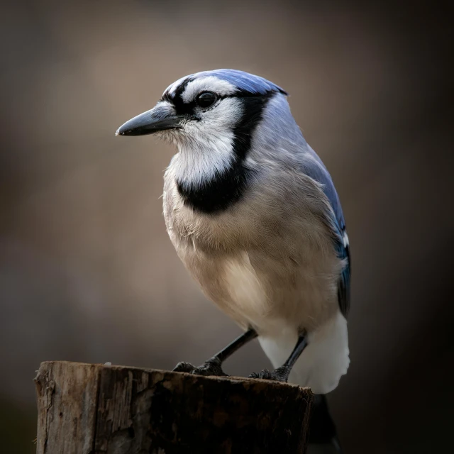 a blue jay is sitting on top of a piece of wood