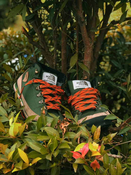 a green sneaker in some bushes with orange laces