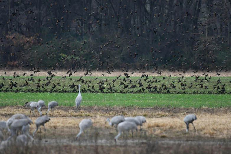 a flock of birds and some ducks in the grass