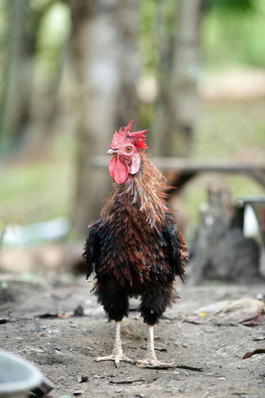 a chicken with a red head standing in dirt