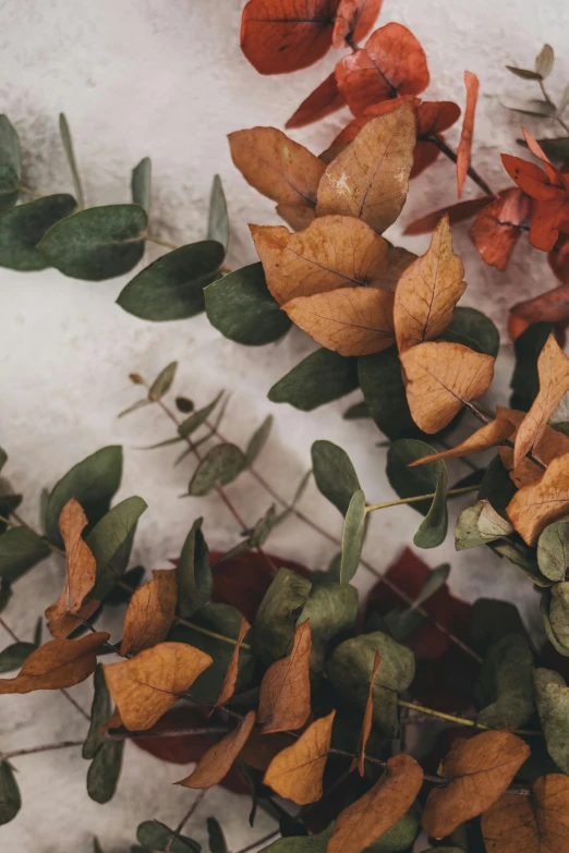 dry and dusty, dead leaves lay on the snow