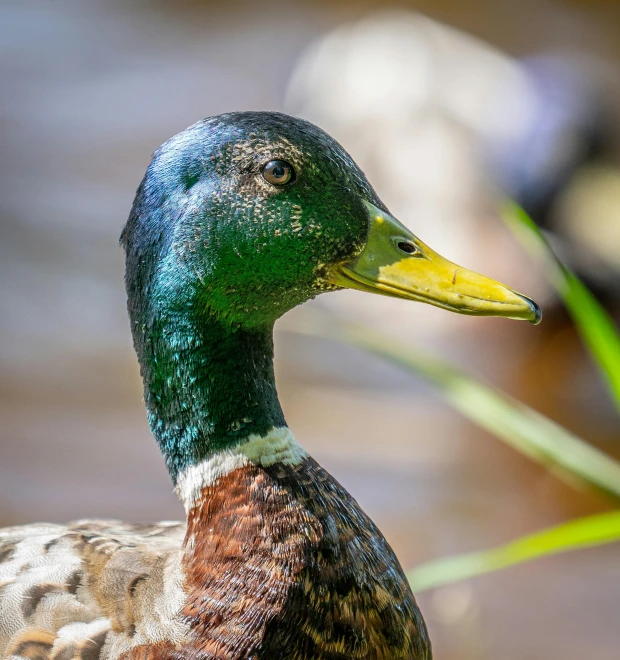 a duck with blue and yellow paint is shown