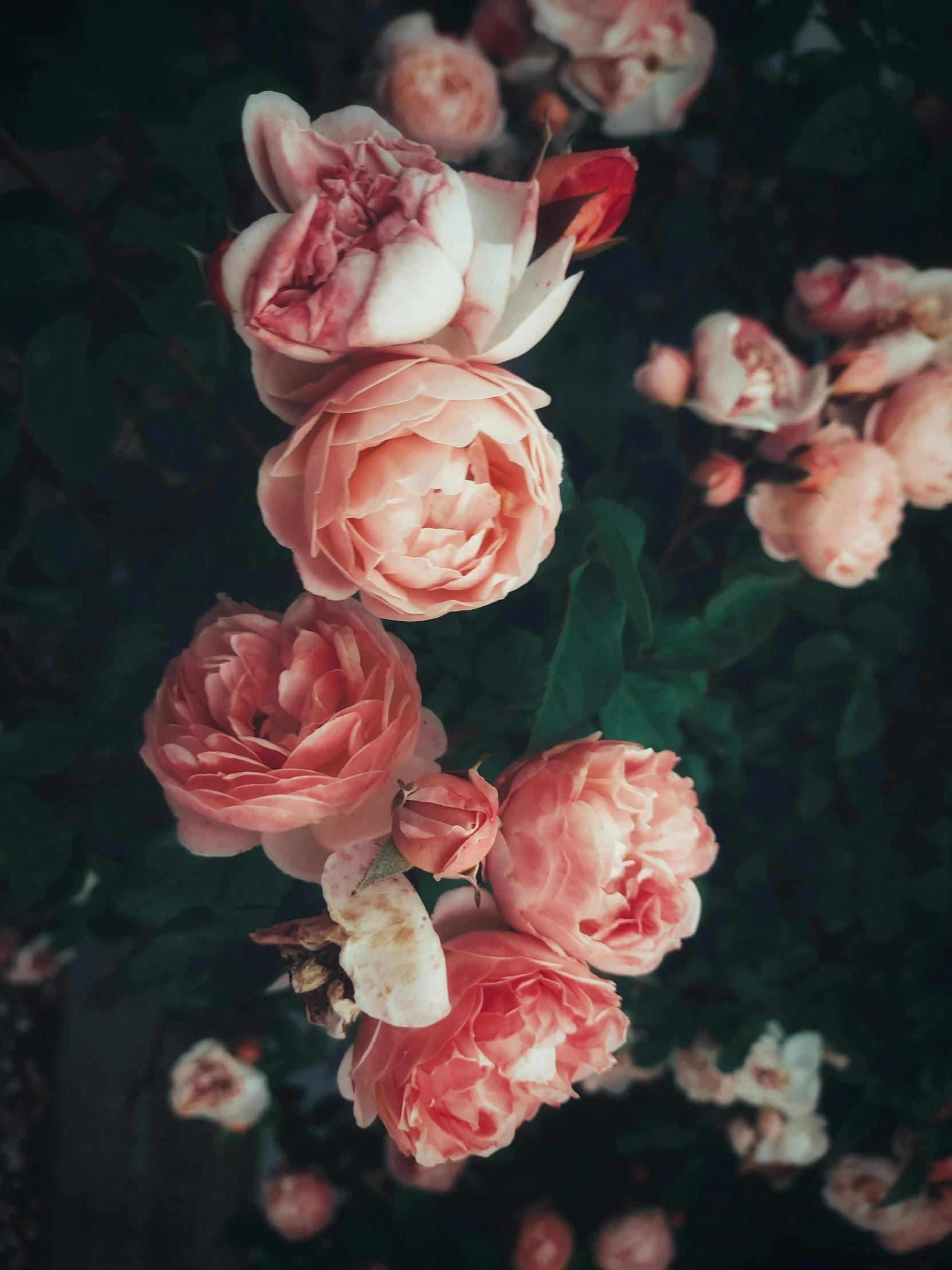 roses in bloom in a black and white background