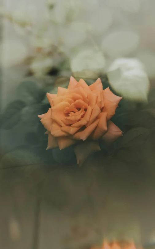 a single orange rose sitting on top of green leaves