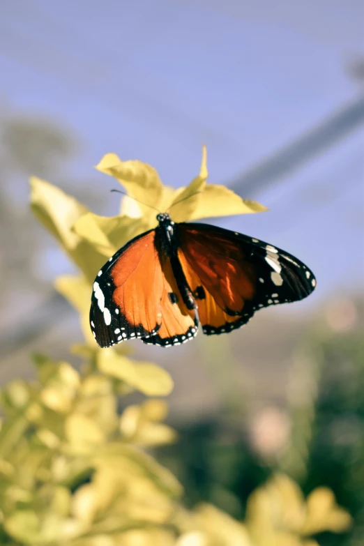 a erfly on top of a yellow flower