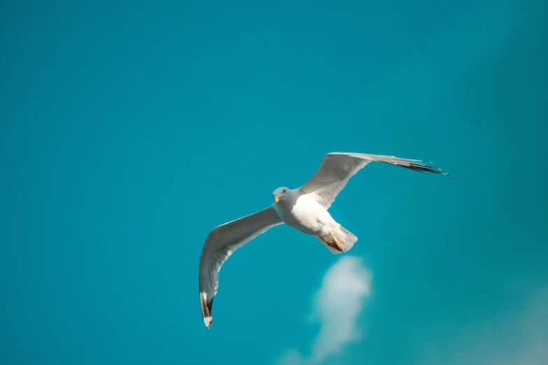 a white bird flying over the blue sky