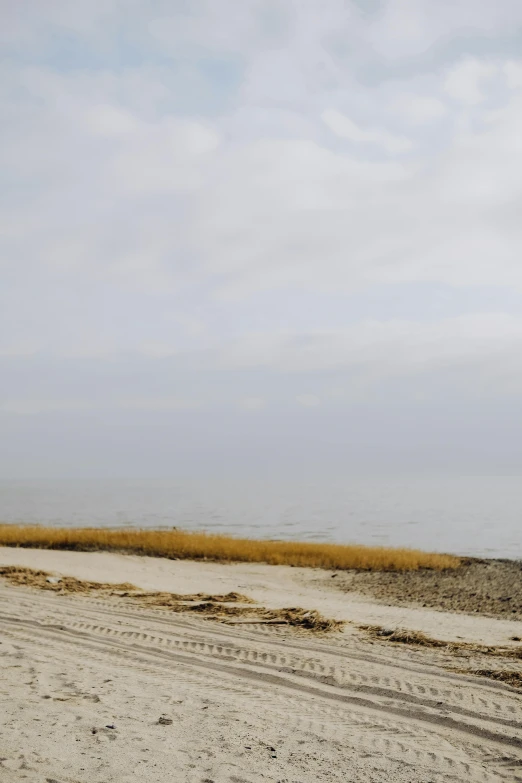 a group of birds flying in the air near sand