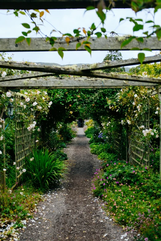 a dirt path with flowers all over it